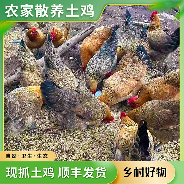 【健哥】农村老人散养土鸡 家乡土货