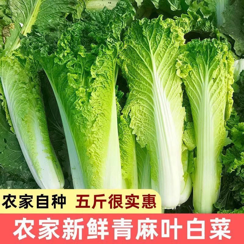 【现摘现发】贵州青口白菜高山露天种植火锅麻叶白菜当季菜新鲜