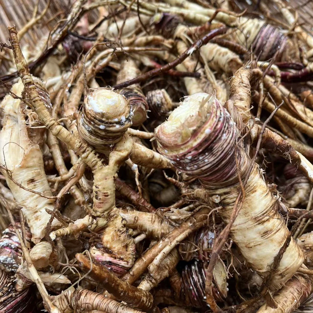 云南大山里现挖先发新鲜当归【非荠菜】