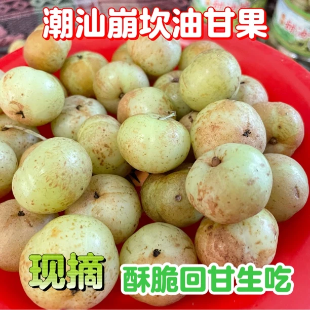 潮汕甜种 油甘崩坎种新鲜现采现摘 金灶油甘果生吃一斤装