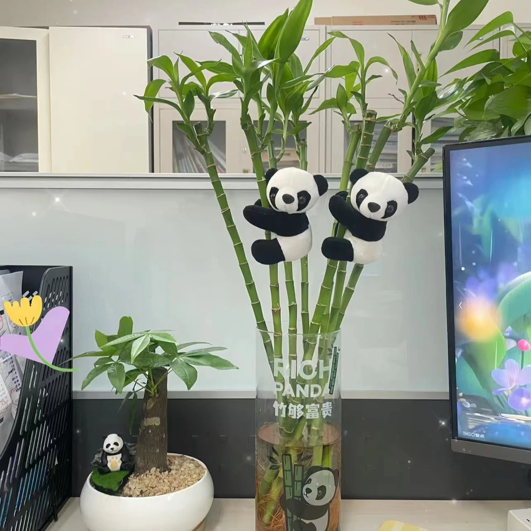 【柒月专属】开运竹直竹富贵竹耐阴四季长绿水培带根室内特大特粗