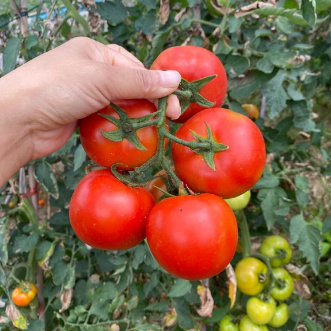 贵州高山露天本地农家肥种植西红柿生吃做菜都好吃