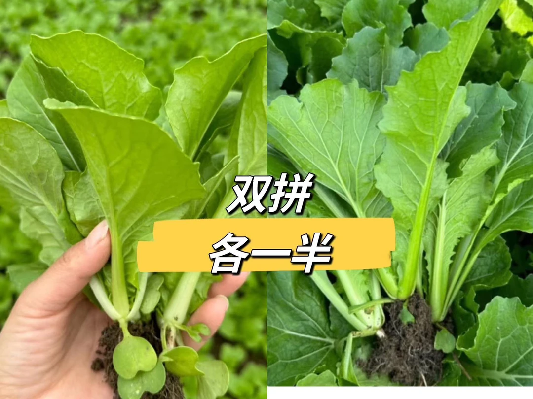 无筋小白菜和青口白小菜苗双拼各1.5斤