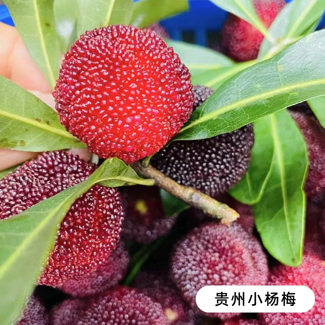 贵州新鲜现摘当季早梅爆汁杨梅水果冰鲜发货孕妇水果酸甜