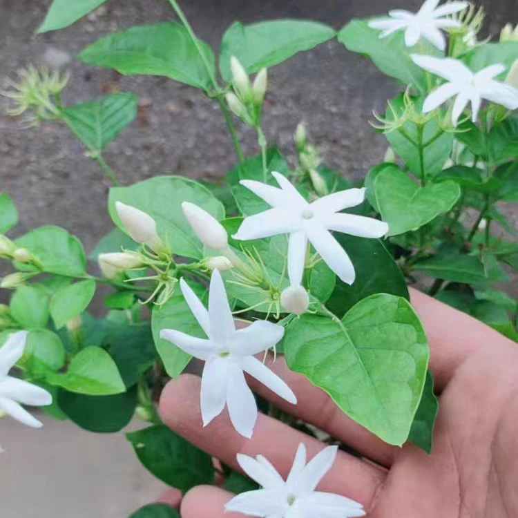 笔尖茉莉独杆花苗单瓣盆栽室内浓香植物四季花卉