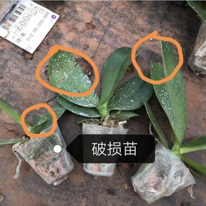 蝴蝶兰花箭苗发货处理苗