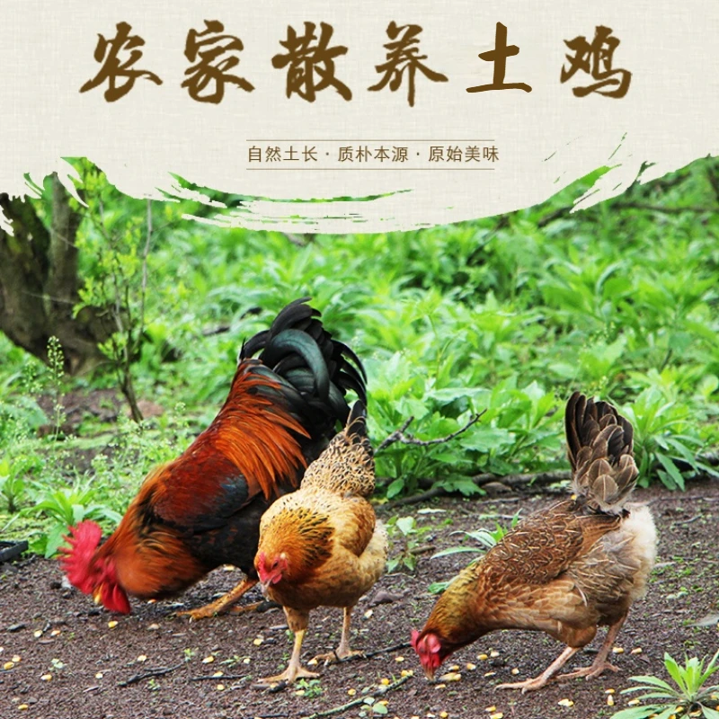 BL农家散养土公鸡【到手两只】买一送一共6斤