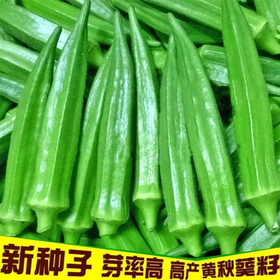 黄秋葵蔬菜种子秋葵种籽春秋播种高产耐热耐旱阳台盆栽大田种孑