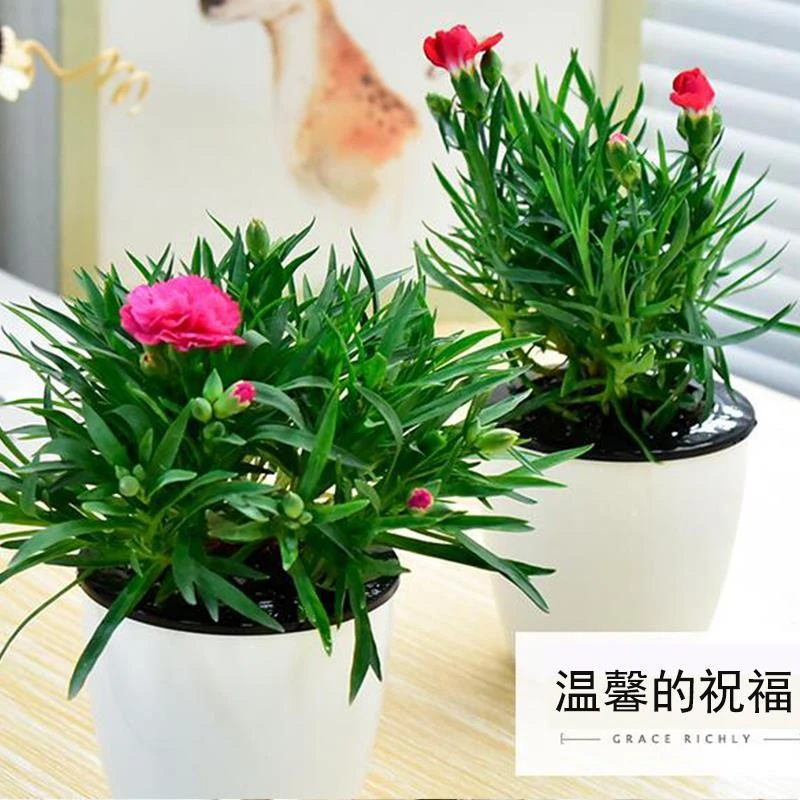 种子康乃馨重瓣大花种子四季种植花卉种阳台盆栽植物庭院花草种籽