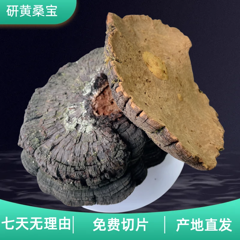 高品质长白山桑树桑黄(年份15-20年左右)/500g/1000g /1500g煮水0