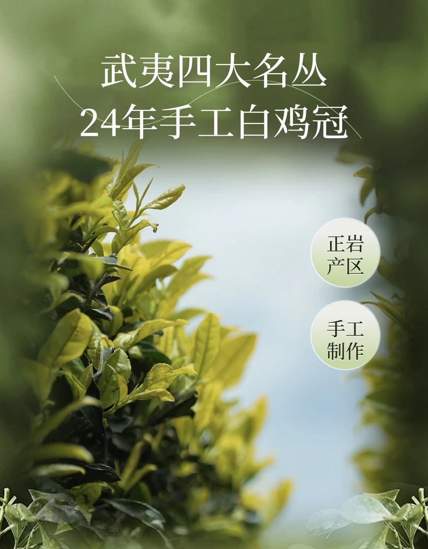 上新品鉴｜手工白鸡冠｜