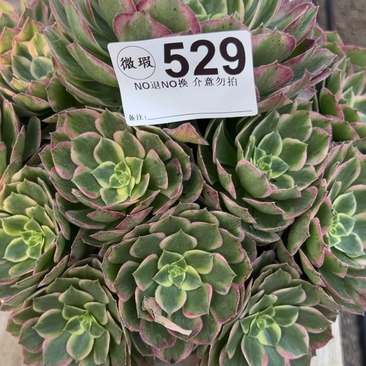 爱****姐529多肉海王一个