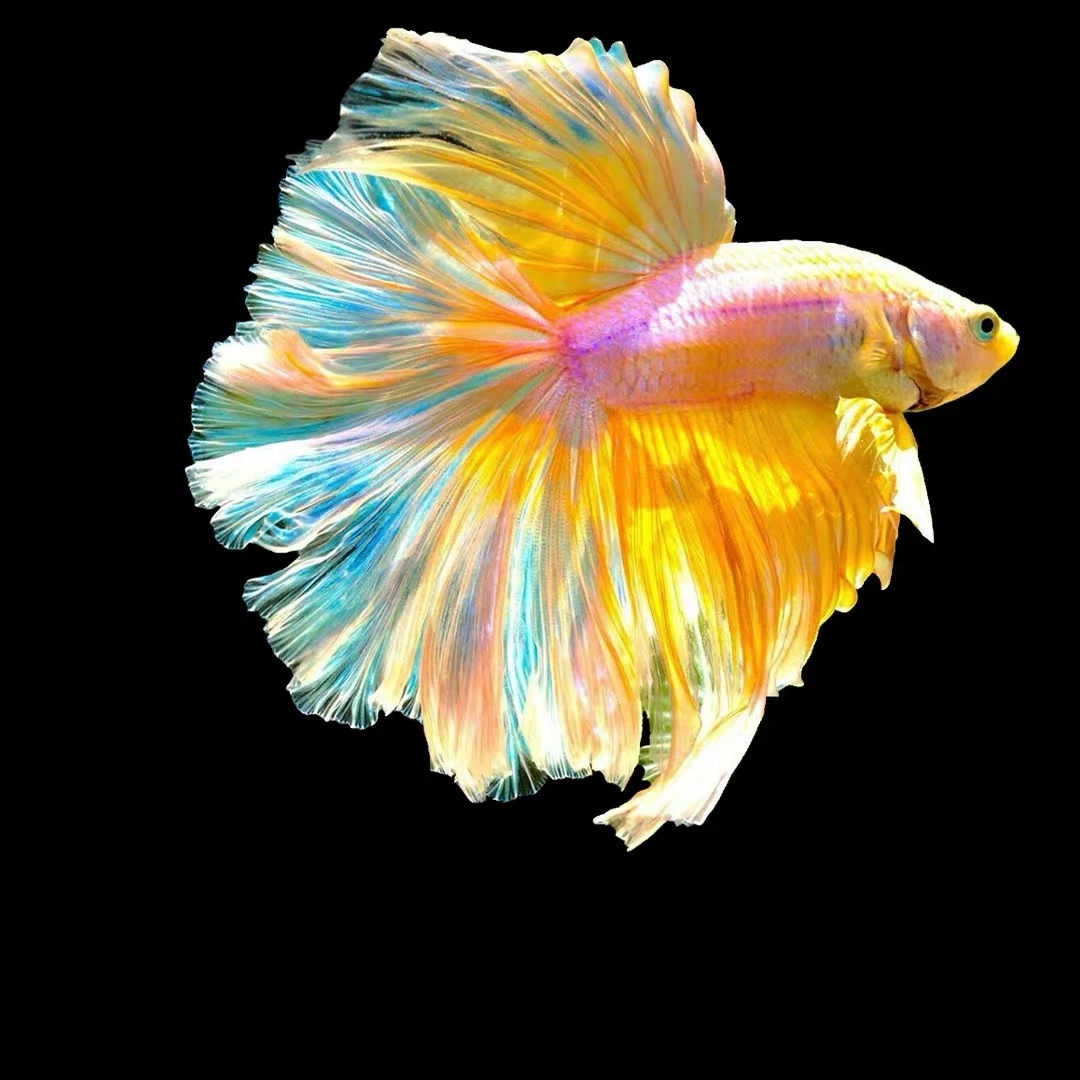 A5（97-120）泰国小型热带观赏鱼斗鱼（直播间选鱼）