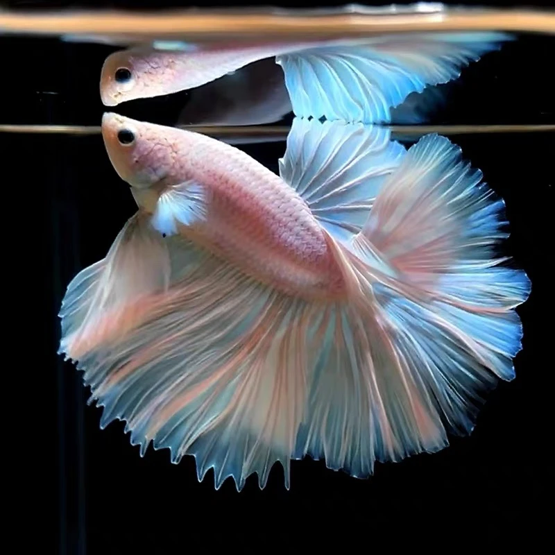 A4（73-96）泰国小型热带观赏鱼斗鱼（直播间选鱼）