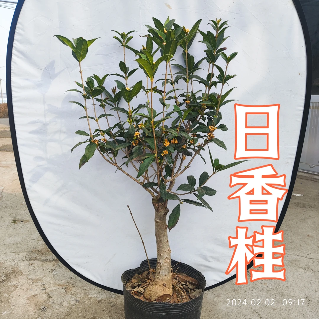 四季桂日香桂花期260天浓香盆栽桂花适合阳台庭院悠悠的乡愁
