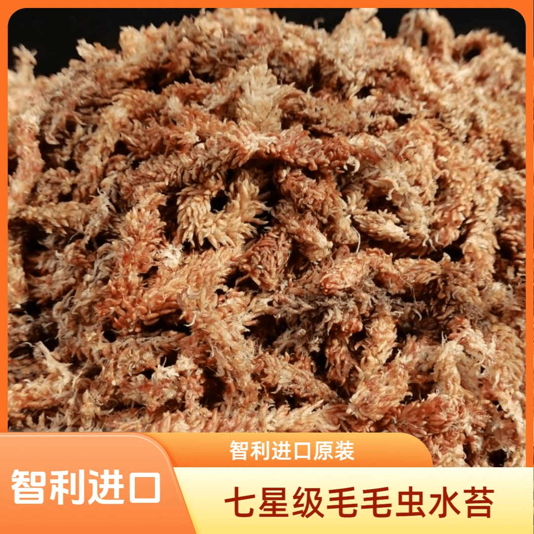 智利水苔七星毛毛虫水苔藓蝴蝶兰兰花花卉分装包装移栽使用