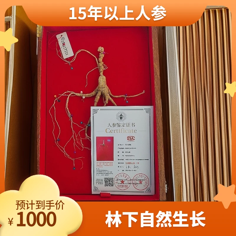 15年以上林下参，无人工干预