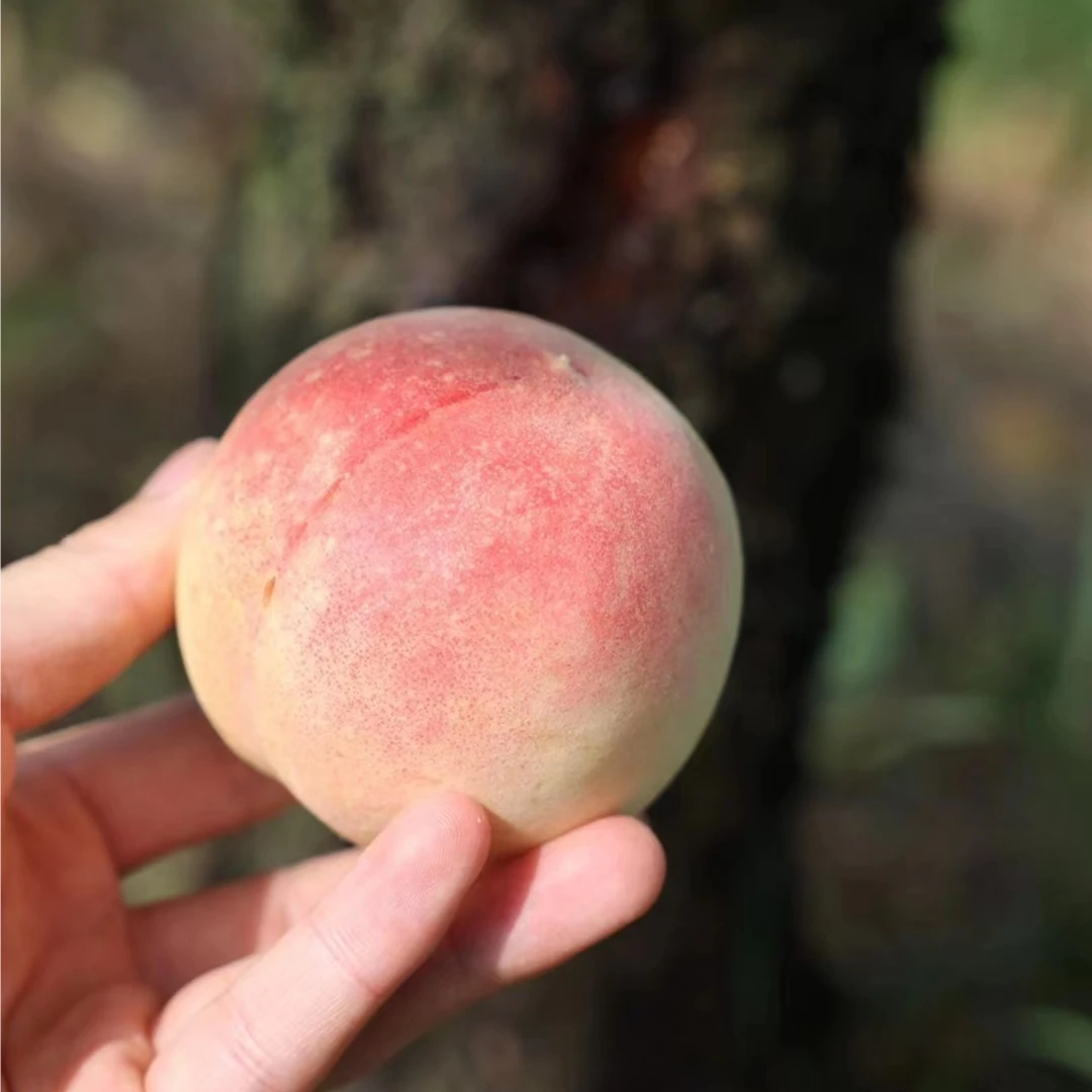 奉化正宗水蜜桃湖景玉露品种3.8两到4.5两12个果香精美礼盒装
