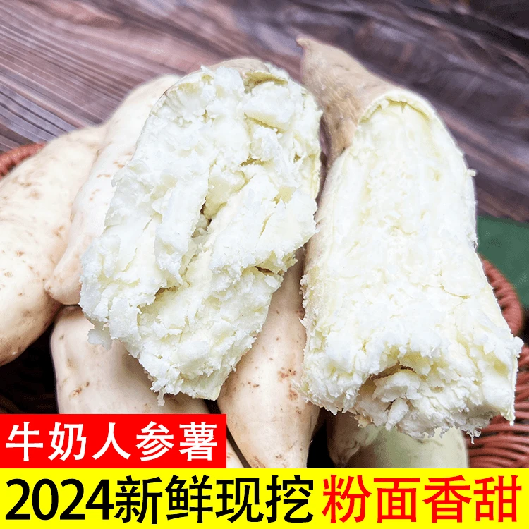 新鲜白皮牛奶人参薯白心红薯白心板栗薯沙地番薯地瓜粉糯香甜粉面