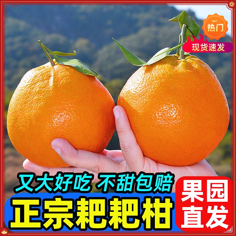 【现摘现发】耙耙柑丑橘新鲜应季水果当季无籽多汁成熟甄选产品包邮