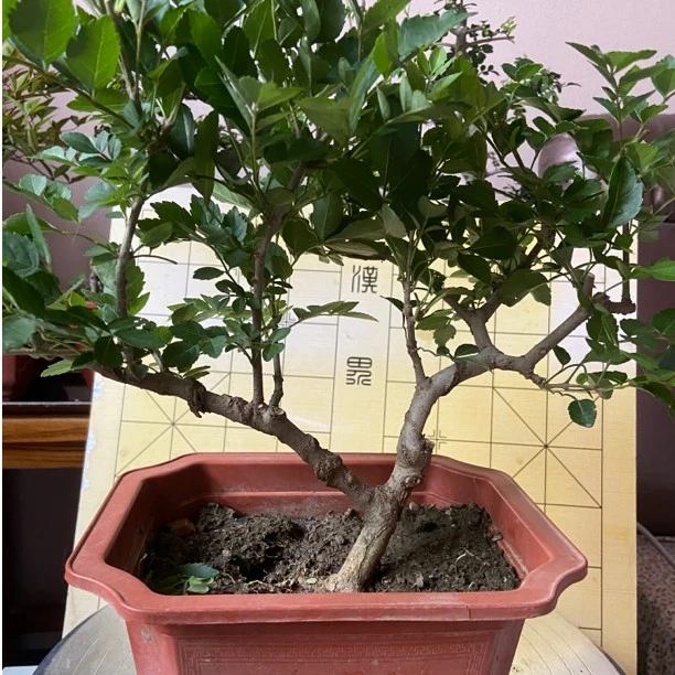 对节白蜡盆景三角枫