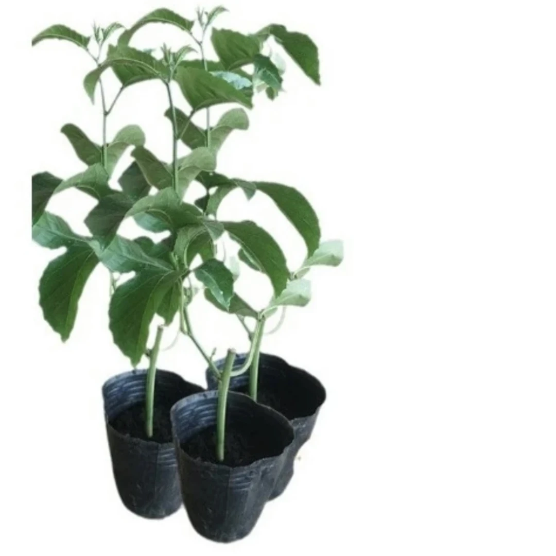 绿植一物一拍链接
