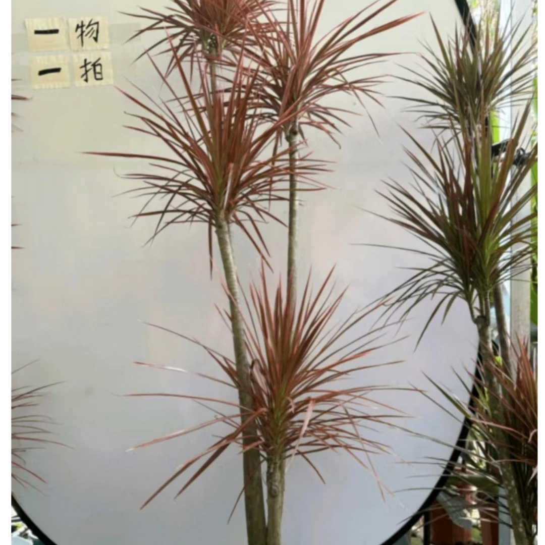 绿植一物一拍链接