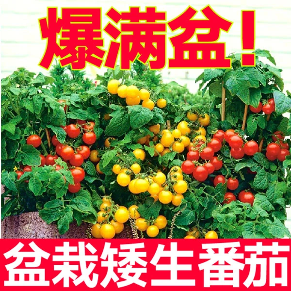 山东寿光矮生番茄秧苗小西红柿千禧种苗盆栽圣女果水果四季蔬菜苗