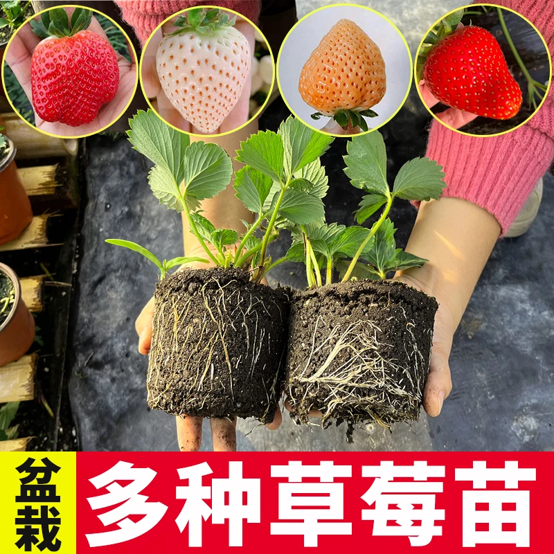 山东寿光草莓苗甘甜盆栽室内四季草莓苗原土原盆种植居家阳台盆栽