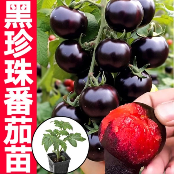 黑珍珠番茄秧苗糖水炸弹山东寿光黑色樱桃小番茄紫圣女果四季菜苗