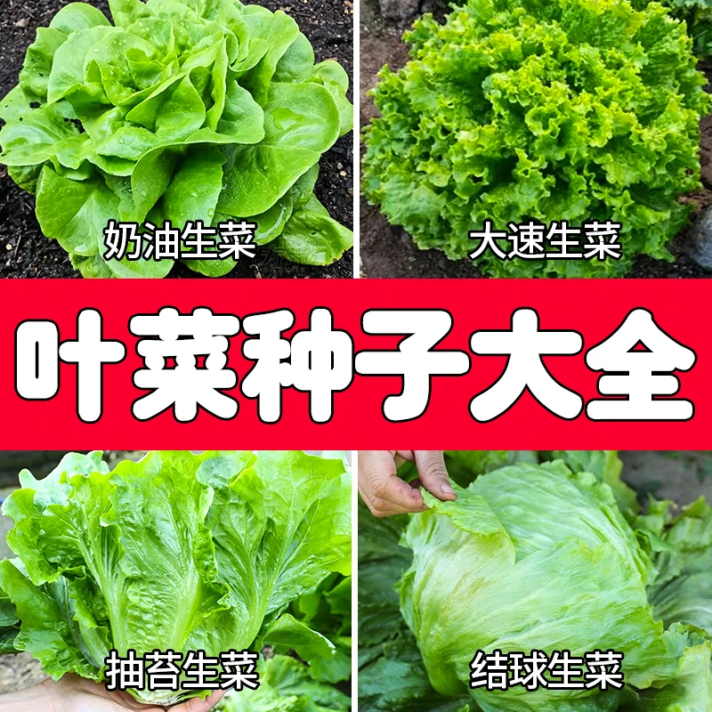 叶菜类种子大全孔雀菜奶油大速抽苔结球生菜四季生菜抗热耐寒菜籽