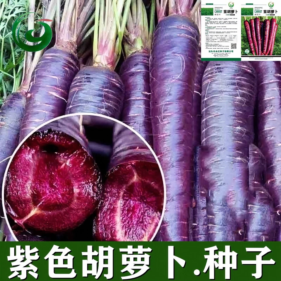 【紫胡萝卜种子】夏秋季蔬菜紫红胡萝卜紫色红萝卜特色蔬菜简单健康
