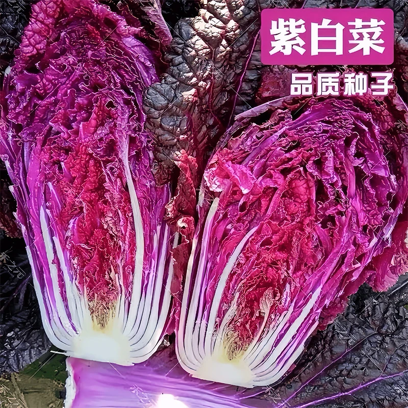 【紫白菜种子】大白菜种子秋季易种好吃紫美人紫白菜菜园庭院蔬菜籽