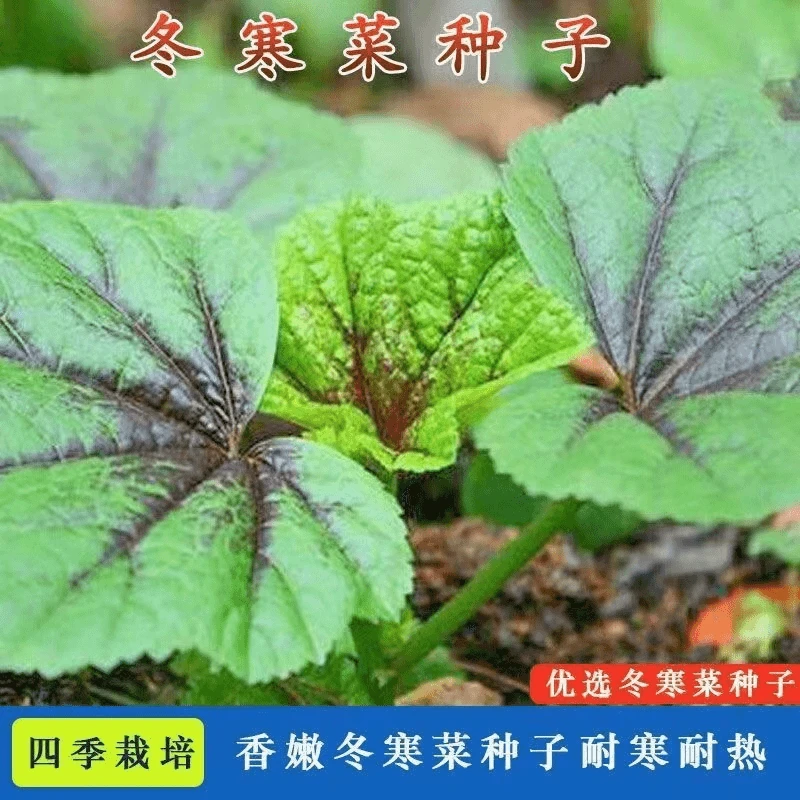 冬寒菜种子种籽糯米冬寒菜籽冬苋菜秋冬季四季阳台盆栽农家蔬菜孑