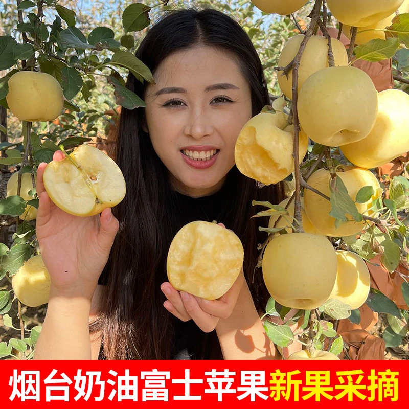 8.5斤新果奶油富士带果绣烟台霜降黄金苹果脆甜冰糖新鲜水果批发