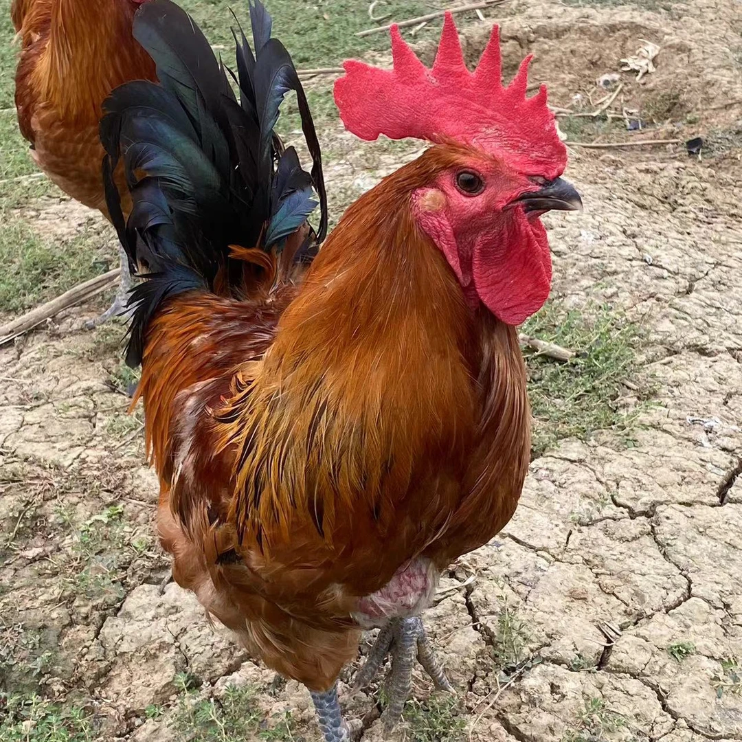 【小凤推荐】散养半年土公鸡净重3斤～3.5斤 包冰率不含冰