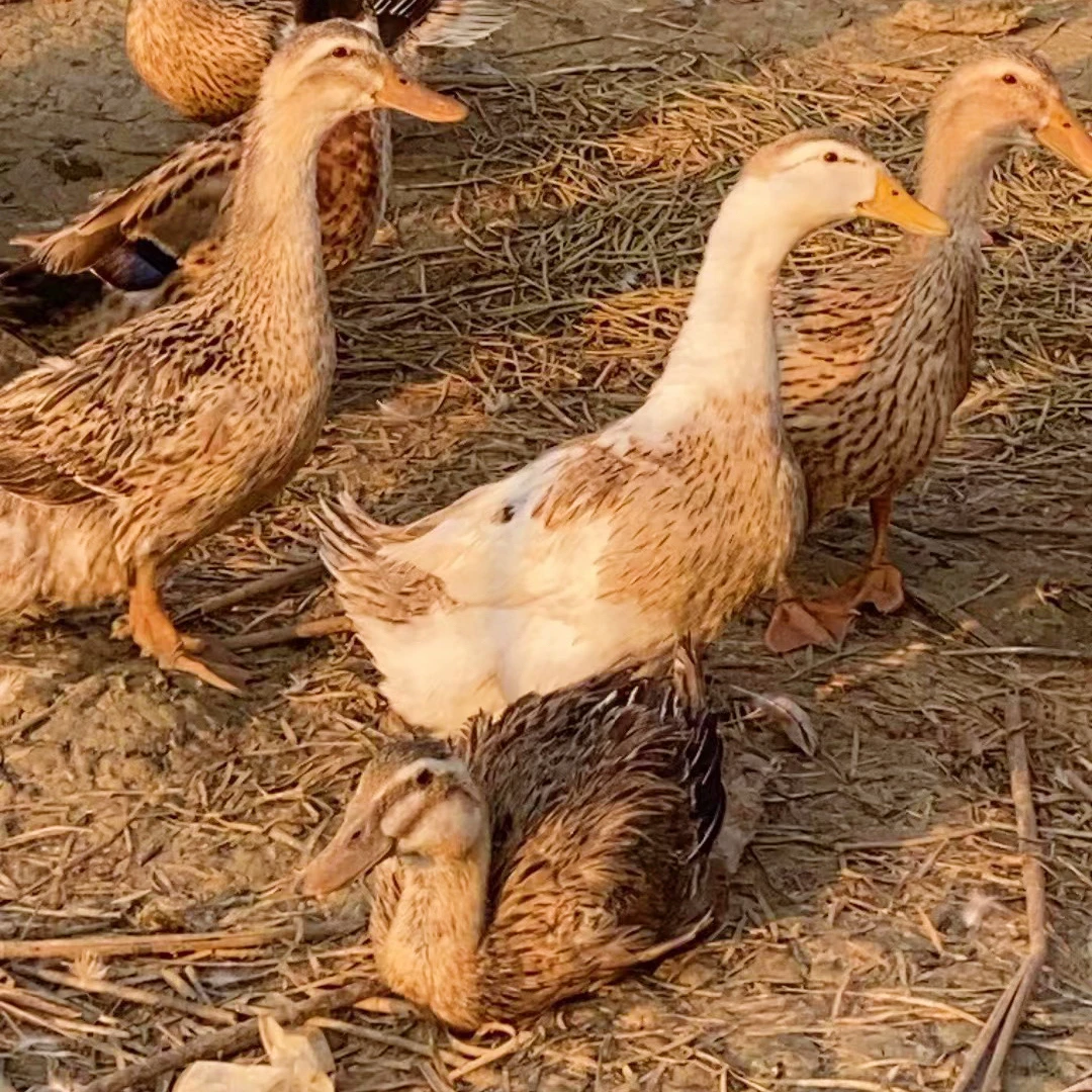 【小凤推荐】散养3年土鸭（无舌无内脏）净重3斤～3.5斤