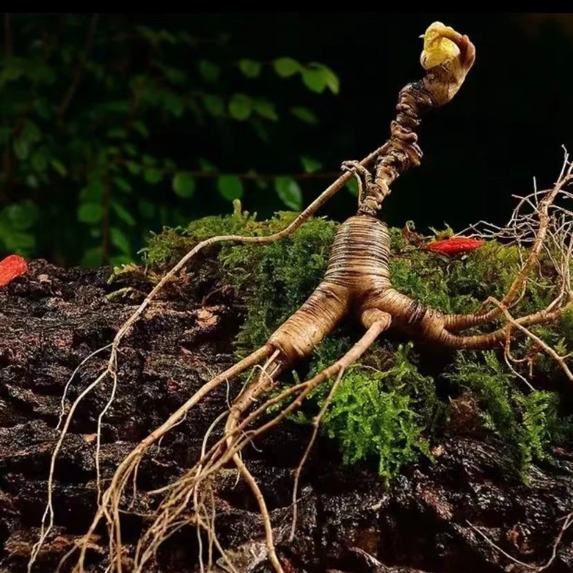 【长白山特产鲜林下参】 食用 鲜林下参 保鲜参 人参 男性女性