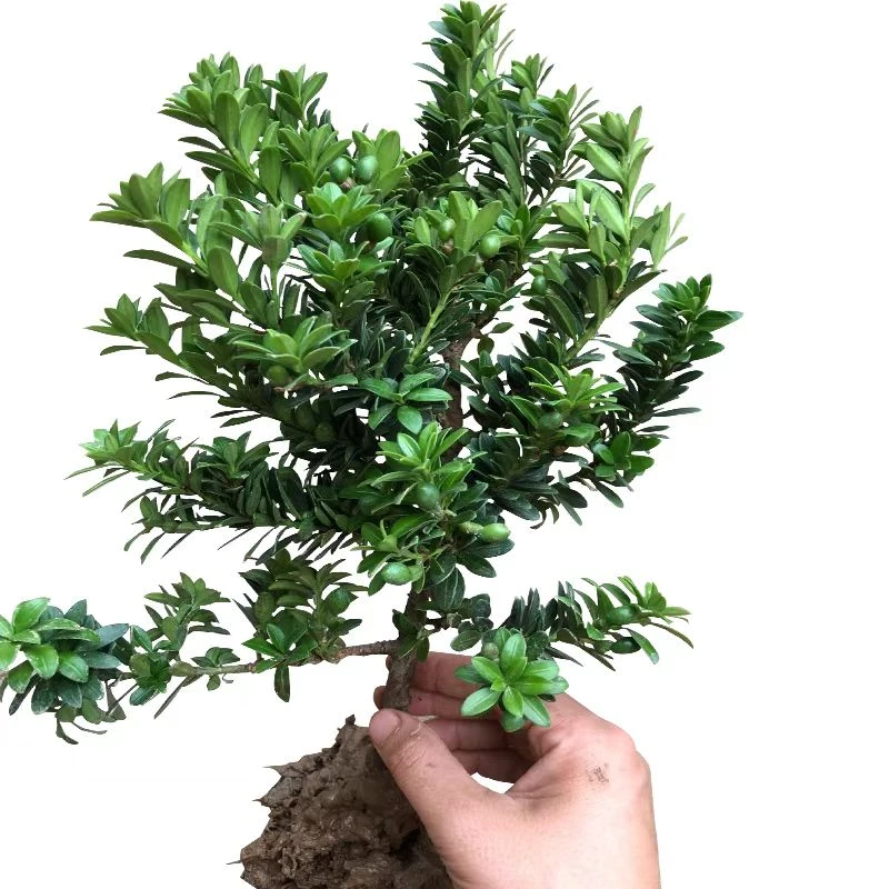 罗汉松米叶雀舌黑珍珠小叶罗汉松植物春季庭院绿植美观