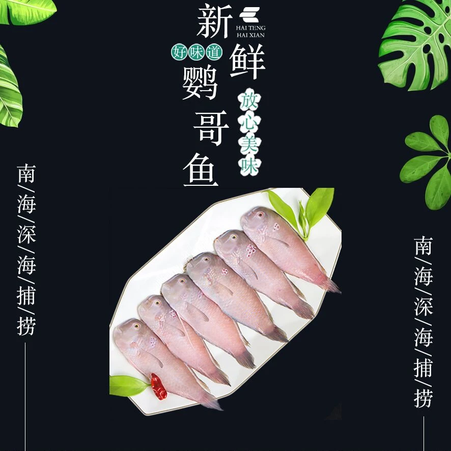 纯野生海捕莺歌鱼兰眉皮刀红利