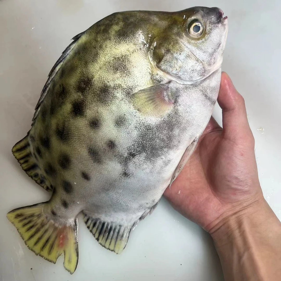 野生海捕金鼓金古鱼(首选清蒸）