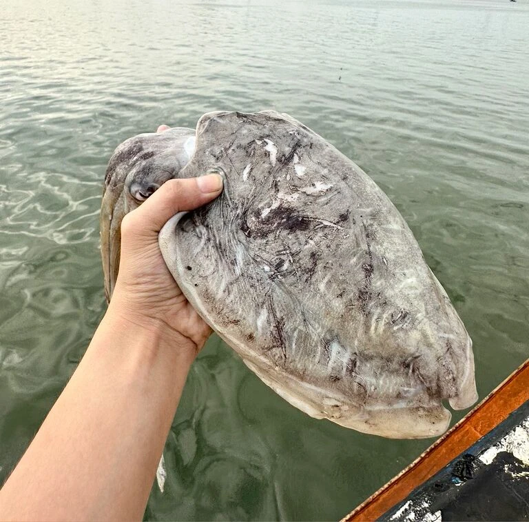 野生海捕墨斗鱼 乌贼鱼