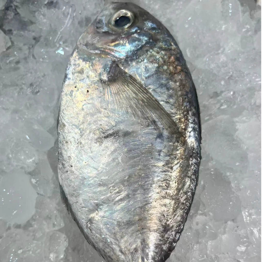 野生海捕大眼鲳肉鲳（默认包杀）（海鲜生专属）