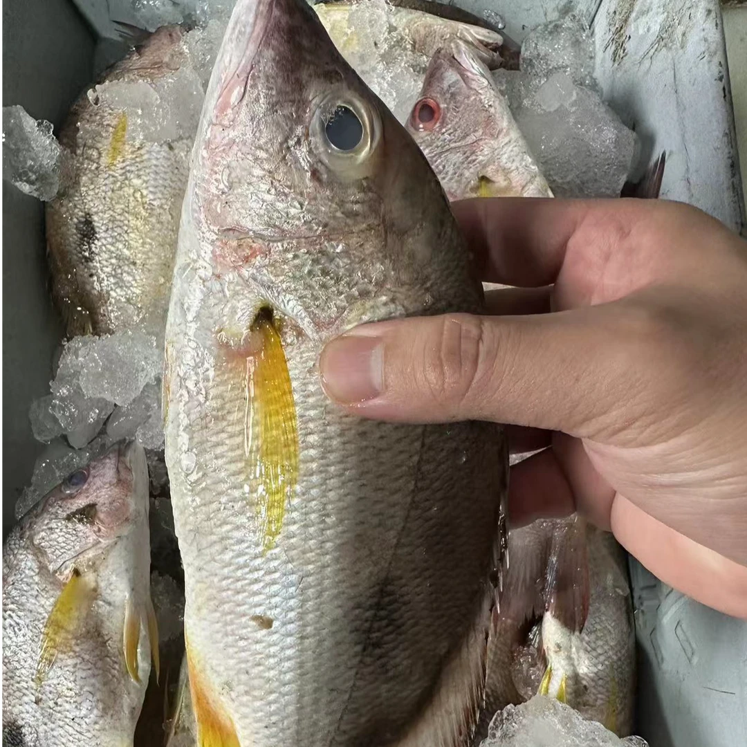 野生新鲜海捕火点鱼