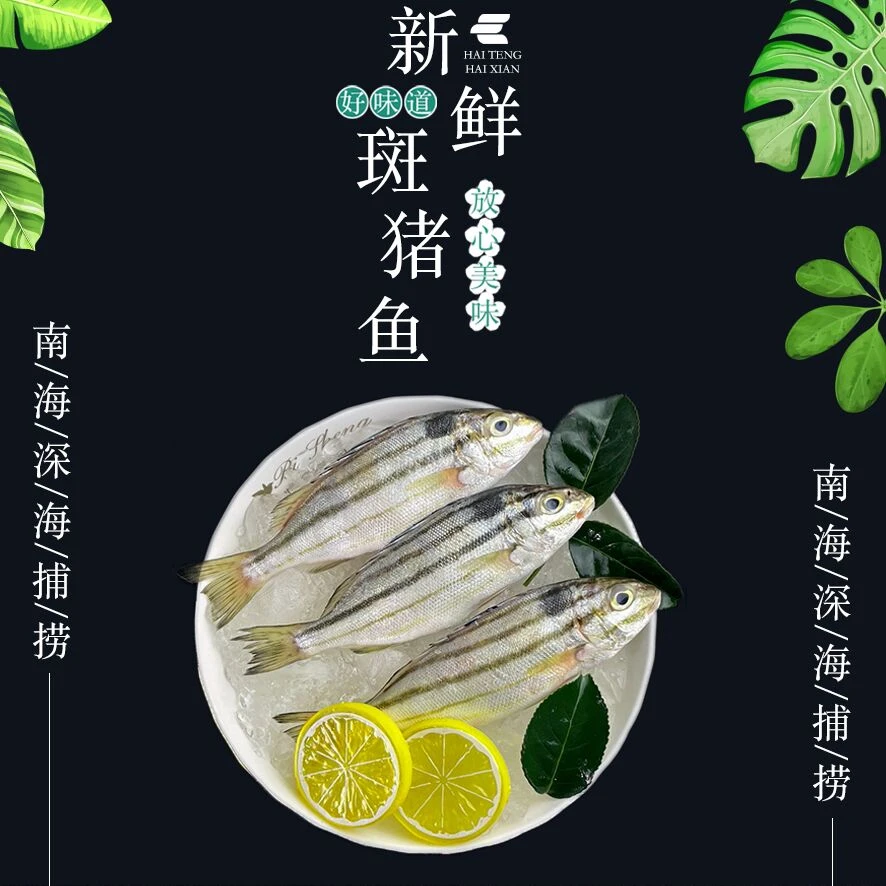 海门本港纯野生浅海斑猪鱼（海黄蜂 斑梧）