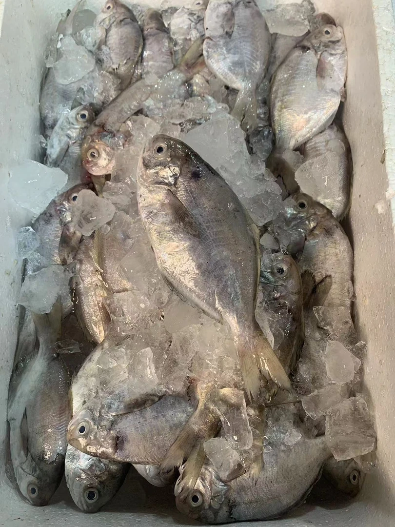 野生扫莲正南鲳乌脐鱼软哥（默认包杀）