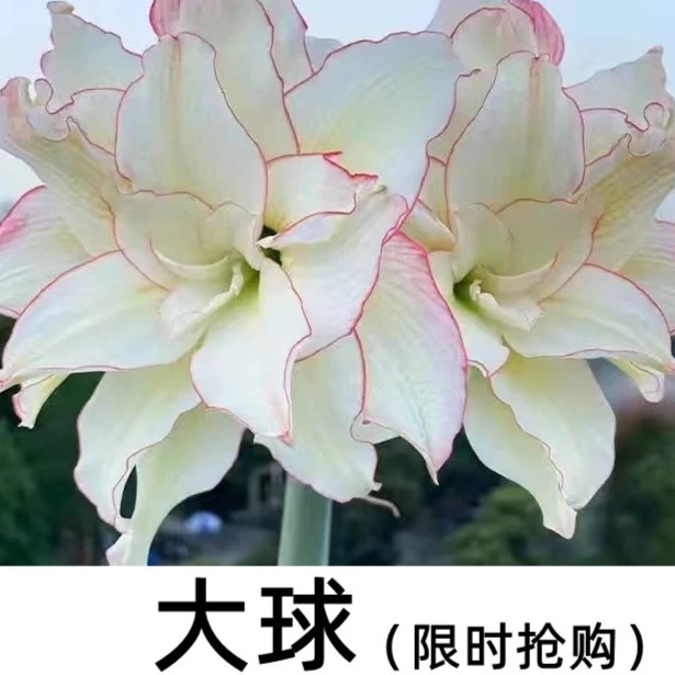多年生懒人重瓣朱顶红种球球根室内阳台庭院种植水培盆栽网红花卉