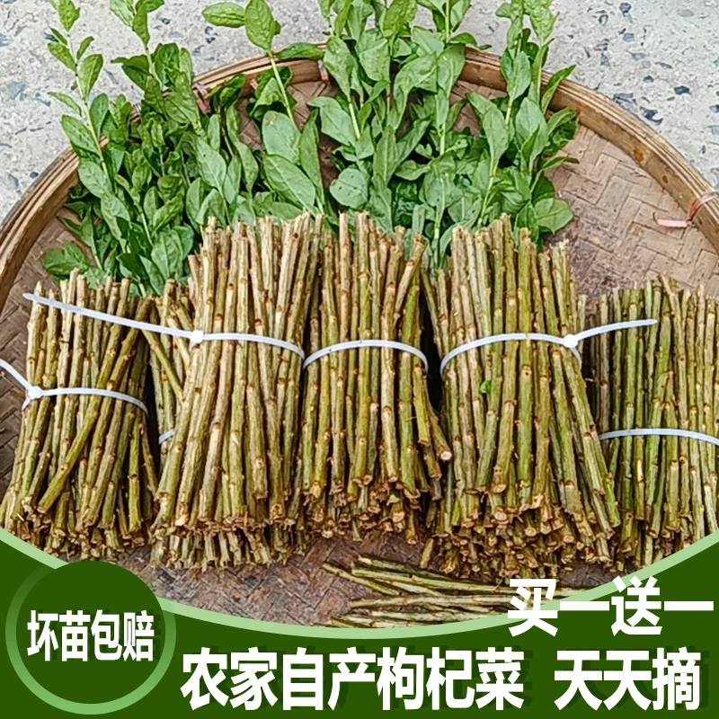 枸杞菜苗树苗盆栽植物室内南方食用大叶枸杞新鲜高产四季蔬菜种植
