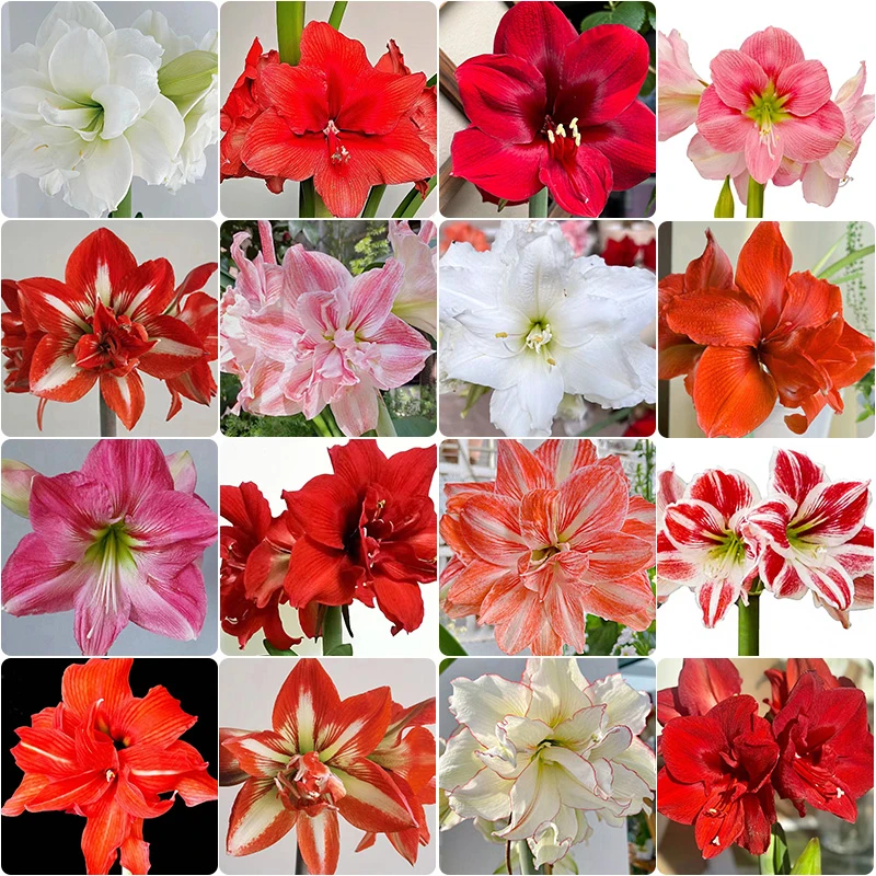 重瓣单瓣朱顶红种球花卉室内外盆栽四季植物庭院花卉植物四季易活