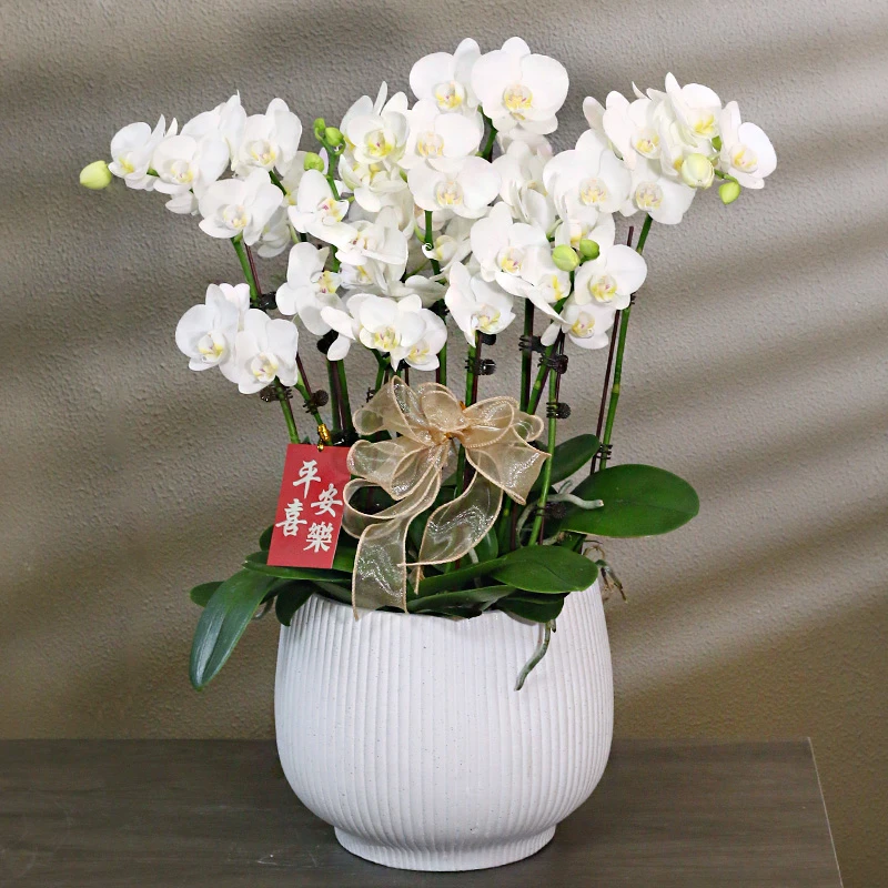 蝴蝶兰【阿玛】带花带盆组好发货 庭院 婚礼 客厅 茶几 别墅